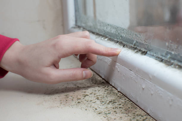 Environmental Consulting for Mold Prevention in Mount Pleasant, NC